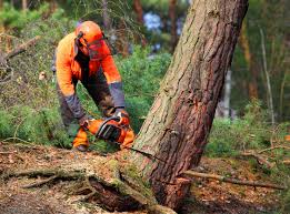 Occidental, CA  Tree Services Company